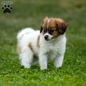 Royal, Papillon Puppy