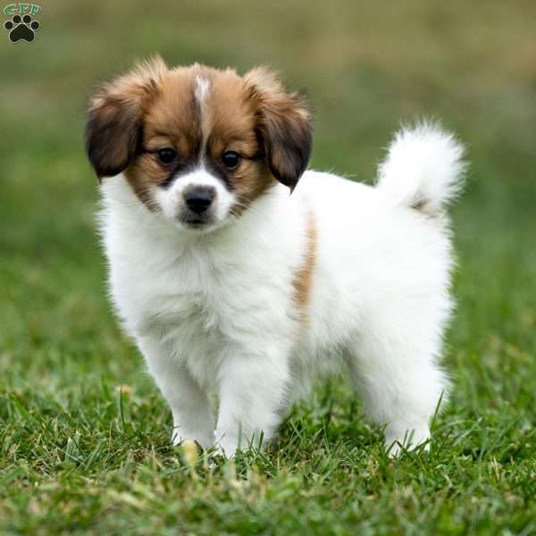 Royal, Papillon Puppy