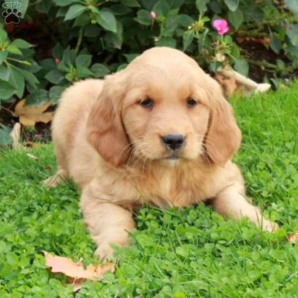 Ruby, Golden Retriever Puppy