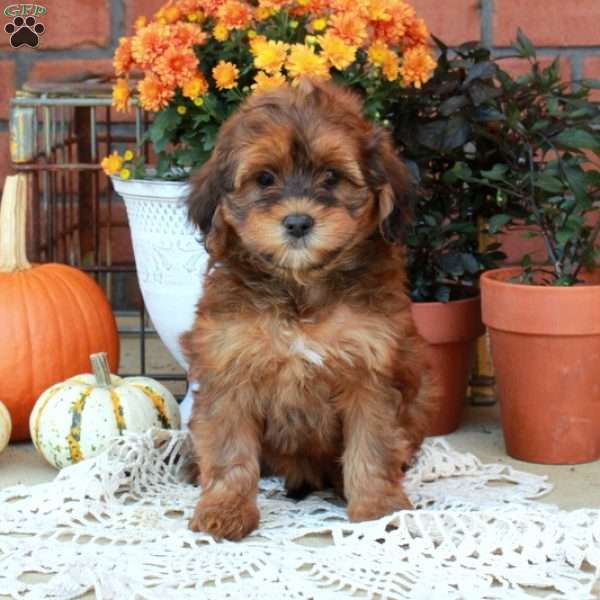 Ruby, Havapoo Puppy