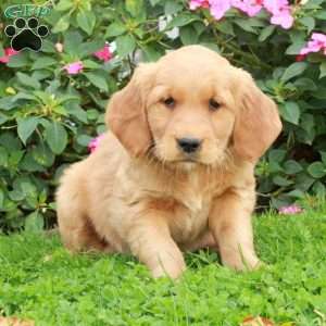 Ruby, Golden Retriever Puppy