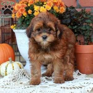 Ruby, Havapoo Puppy