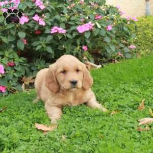 Ruby, Golden Retriever Puppy