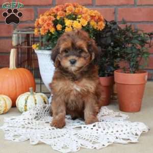 Ruby, Havapoo Puppy