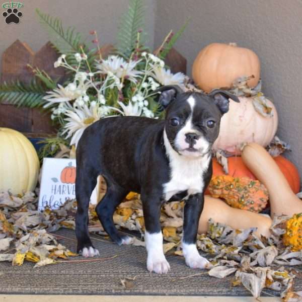 Rue, Boston Terrier Puppy