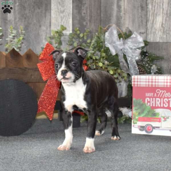 Rue, Boston Terrier Puppy