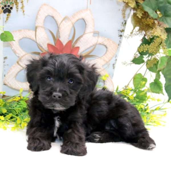 Russell, Havapoo Puppy