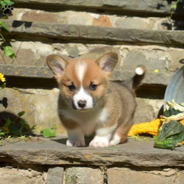 Rusty, Pembroke Welsh Corgi Puppy