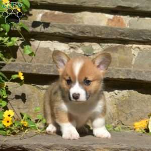 Rusty, Pembroke Welsh Corgi Puppy