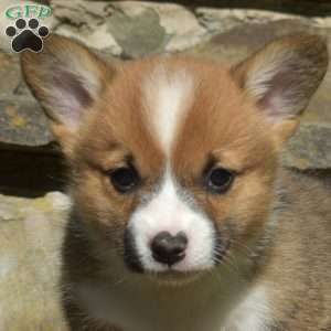 Rusty, Pembroke Welsh Corgi Puppy