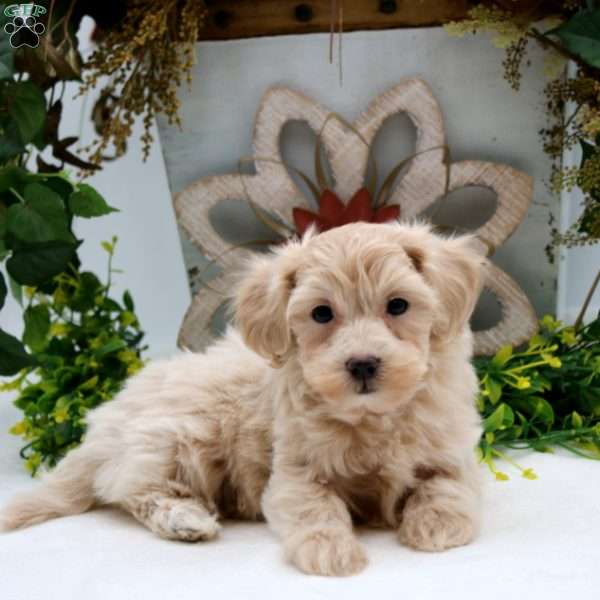 Ruthie, Havapoo Puppy