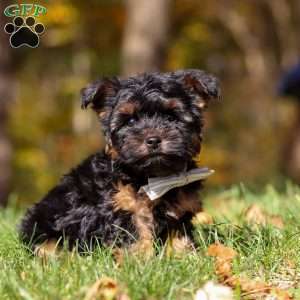 Ryan, Yorkie Puppy
