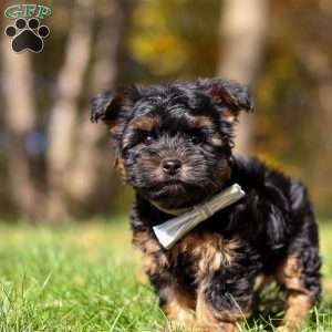 Ryan, Yorkie Puppy