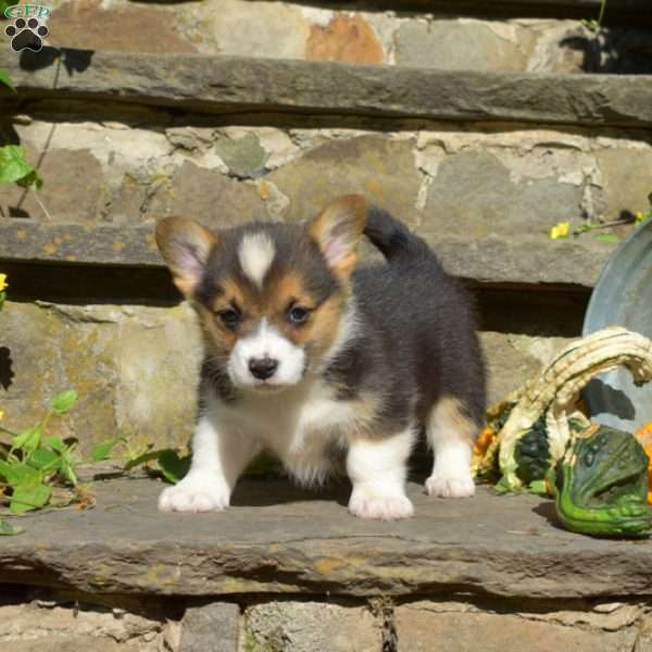Ryan, Pembroke Welsh Corgi Puppy