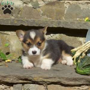Ryan, Pembroke Welsh Corgi Puppy