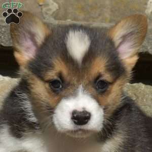 Ryan, Pembroke Welsh Corgi Puppy