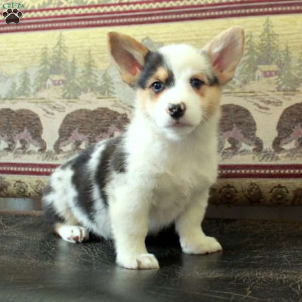 Sabrina, Pembroke Welsh Corgi Puppy
