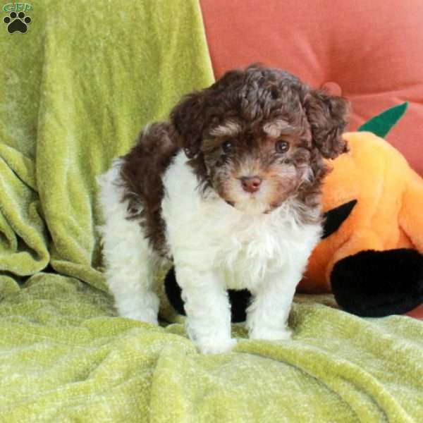Sabrina, Havapoo Puppy