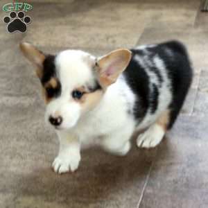 Sabrina, Pembroke Welsh Corgi Puppy