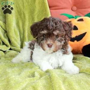 Sabrina, Havapoo Puppy
