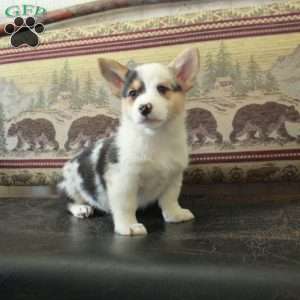 Sabrina, Pembroke Welsh Corgi Puppy