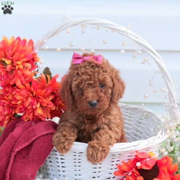 Sadie, Toy Poodle Puppy