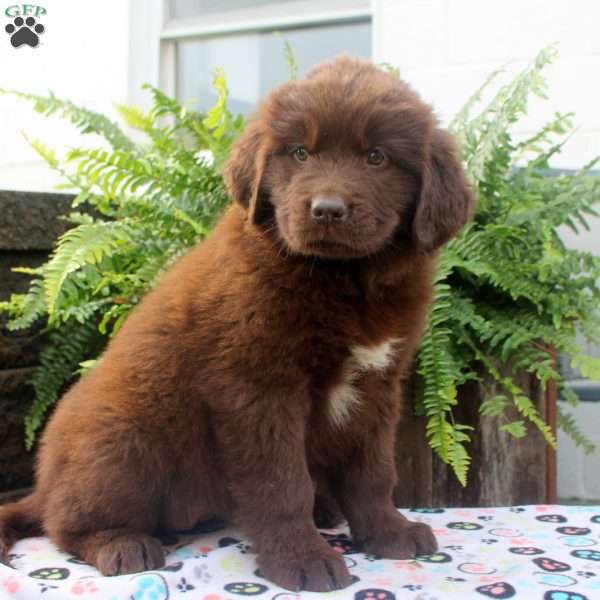 Sadie, Newfoundland Puppy