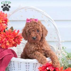 Sadie, Toy Poodle Puppy