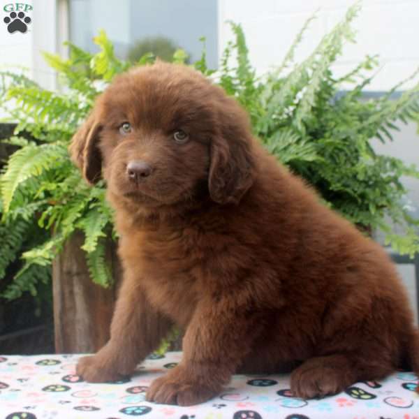 Sage, Newfoundland Puppy