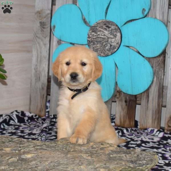 Sage, Golden Retriever Puppy