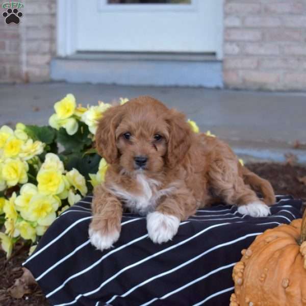 Sage, Cavapoo Puppy