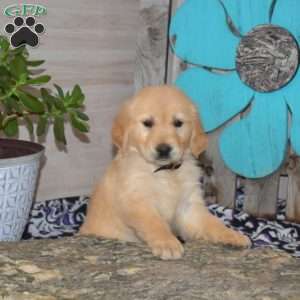 Sage, Golden Retriever Puppy