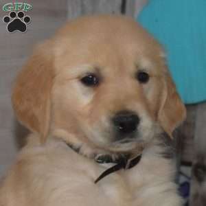 Sage, Golden Retriever Puppy