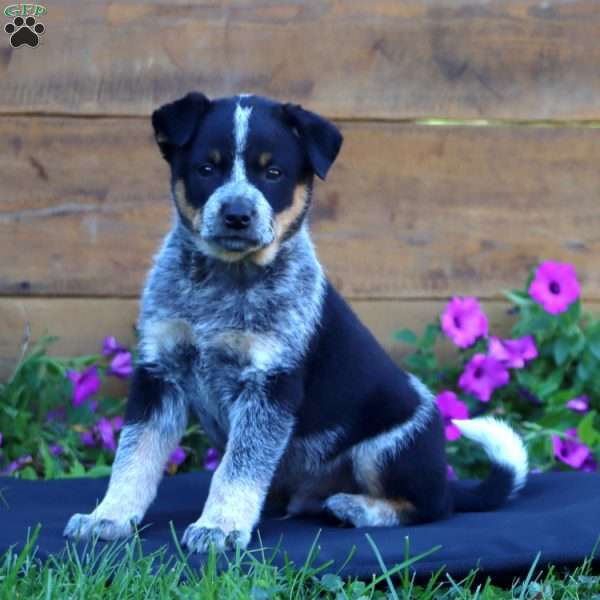 Sage, Blue Heeler – Australian Cattle Dog Puppy