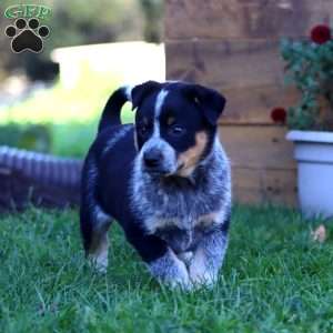Sage, Blue Heeler – Australian Cattle Dog Puppy