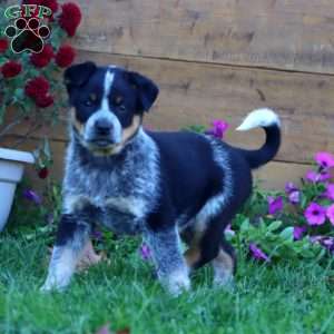 Sage, Blue Heeler – Australian Cattle Dog Puppy