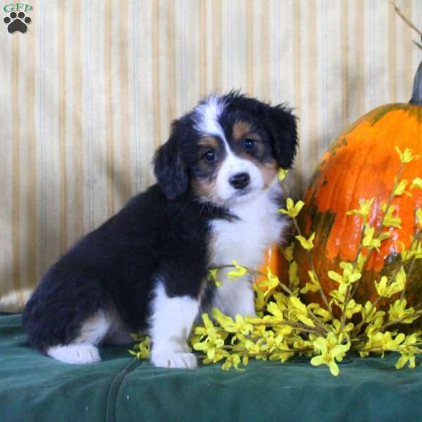Sal, Mini Aussiedoodle Puppy