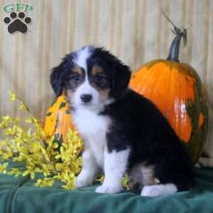 Sal, Mini Aussiedoodle Puppy