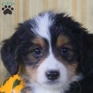 Sal, Mini Aussiedoodle Puppy