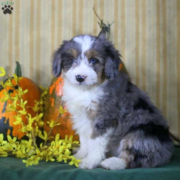 Sally, Mini Aussiedoodle Puppy