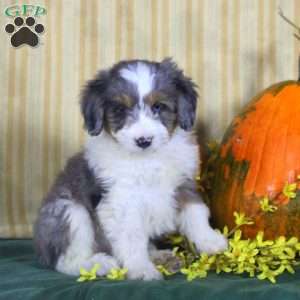 Sally, Mini Aussiedoodle Puppy