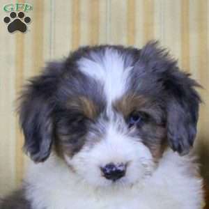 Sally, Mini Aussiedoodle Puppy