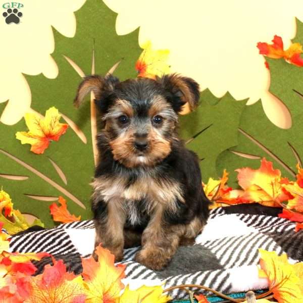 Sally, Yorkie Puppy