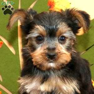 Sally, Yorkie Puppy