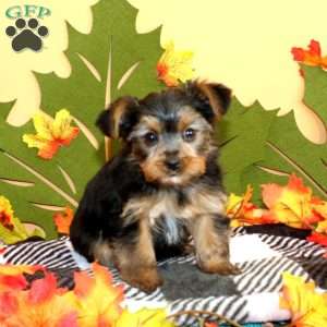 Sally, Yorkie Puppy