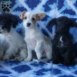 Scamp, Chi-Poo Puppy