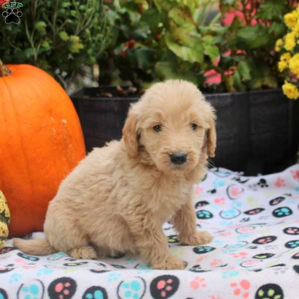 Sammy, Mini Goldendoodle Puppy