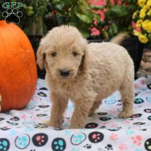 Sammy, Mini Goldendoodle Puppy
