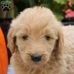 Sammy, Mini Goldendoodle Puppy