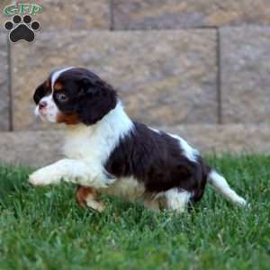 Sammy, Cavalier King Charles Spaniel Puppy